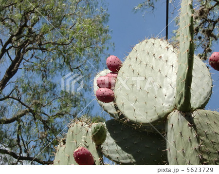 サボテンの花 5623729