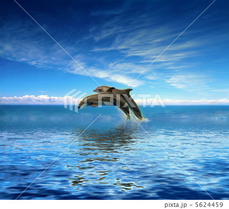 イルカ ひれ 水掻きのイラスト素材
