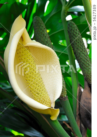 Close up of Philodendron flower 5627389