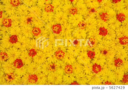 Group of Rudbeckia laciniata and Lantana camara flower heads 5627429