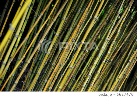 Bamboo jungle - Monte Palace botanical garden, Monte, Madeira 5627476