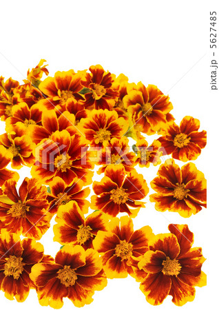 Marigold flower heads over white background Marigold flower heads over white background 5627485