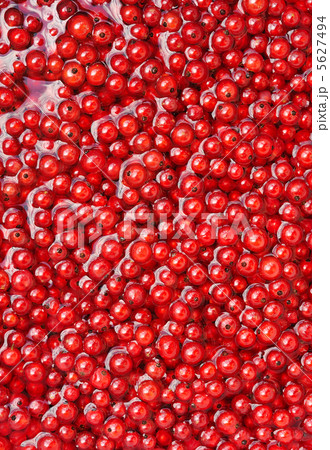 Fresh red currant berries in water - background Fresh red currant berries in water - background 5627494