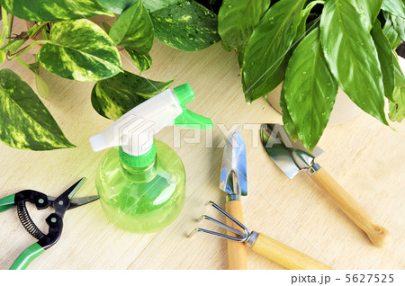 Gardening tools and houseplants – still life 5627525