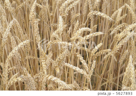小麦畑 5627893