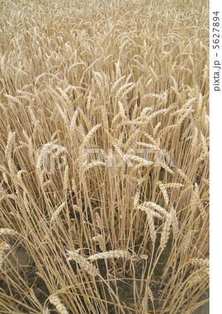 小麦畑 5627894