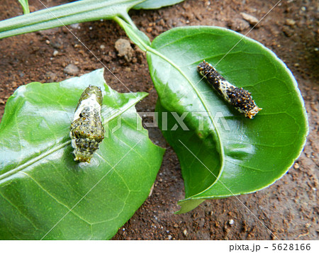 アゲハチョウの幼虫 アゲハチョウの幼虫 5628166