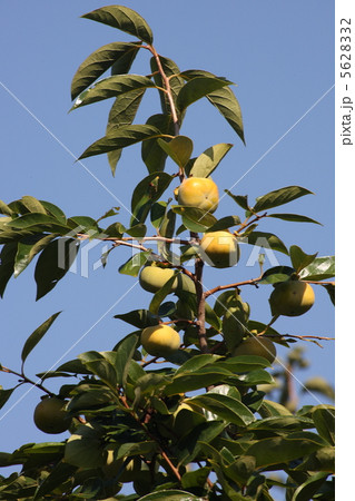 【秋の次郎柿】 【秋の次郎柿】 5628332