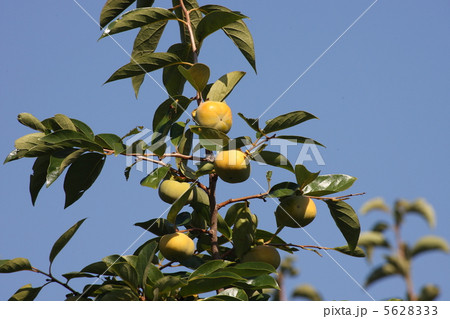 【秋の次郎柿】 【秋の次郎柿】 5628333