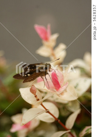 イチモンジセセリ 5628357