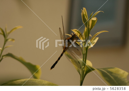 ムツアカネ 5628358