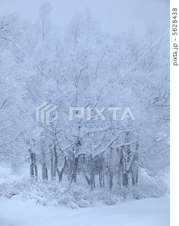 雪の木立 5628438