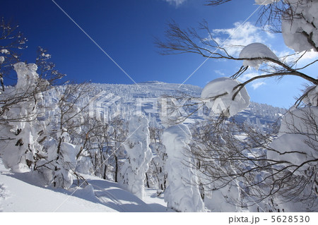 八甲田山の樹氷 5628530