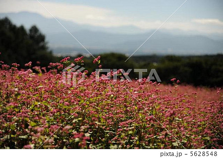 赤そば畑 赤そば畑 5628548