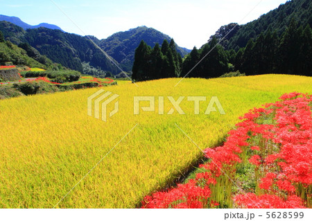 棚田 彼岸花 棚田 彼岸花 5628599
