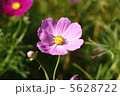 コスモス 5628722