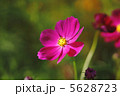 コスモス 5628723