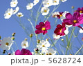コスモス 5628724