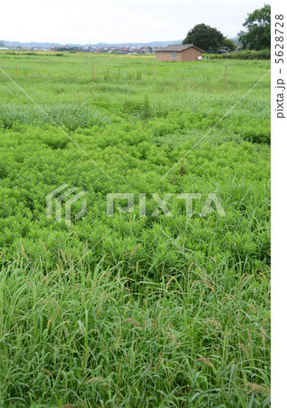 休耕田 休耕田 5628728