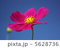 コスモス 5628736