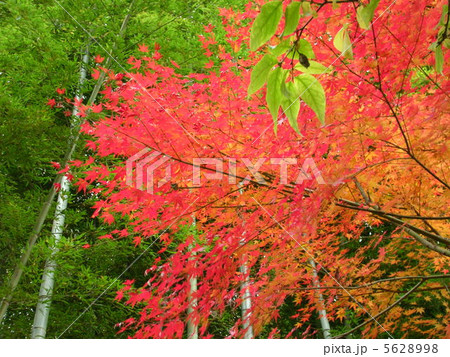 鎌倉の紅葉 鎌倉の紅葉 5628998