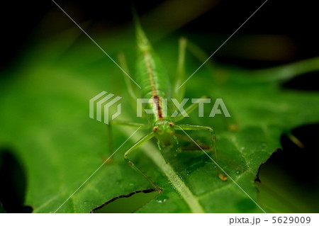 葉っぱに乗ったバッタ 葉っぱに乗ったバッタ 5629009