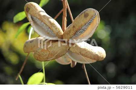 アケビ アケビ 5629011