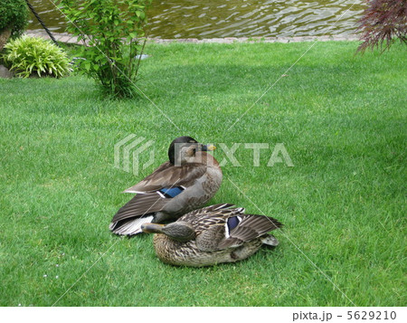鴨 5629210