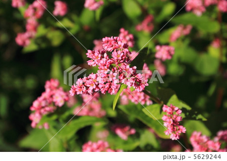 赤そばの里 赤そばの里 5629244