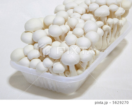 白いブナシメジ 5629270