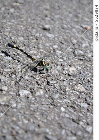 小型のオニヤンマ コオニヤンマ の写真素材 5629834 Pixta