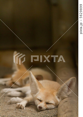 フェネック 5629899