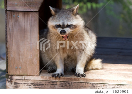 アライグマ 5629901
