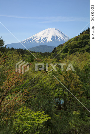 樹海越しの富士山 5630003