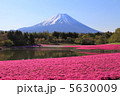 芝桜と富士山 5630009