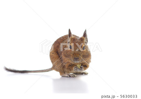 えさを食べるデグー 5630033