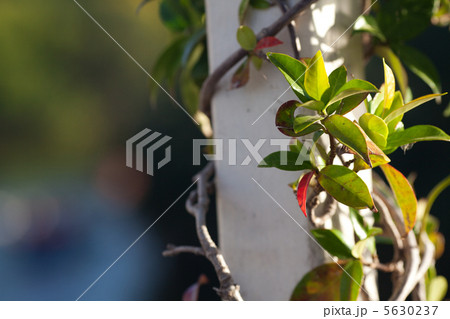 green gazebo in the rose garden 5630237