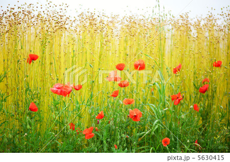 Beautiful blooming poppies on a field Beautiful blooming poppies on a field 5630415