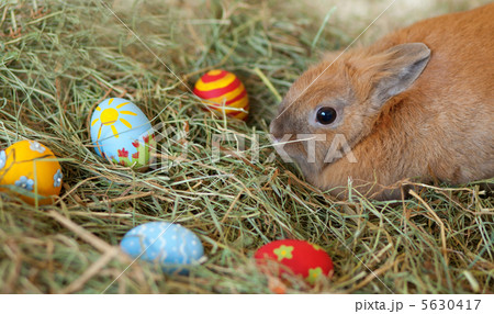 Easter bunny with colorful painted eggs in hay Easter bunny with colorful painted eggs in hay 5630417