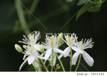 仙人草 仙人草 5631183