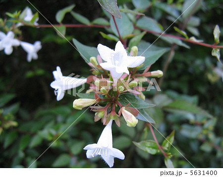 生垣に良く植えられている 香りのある小さな花の写真素材