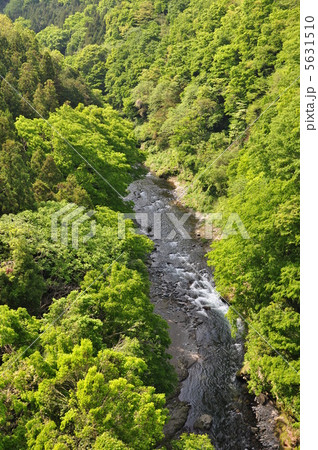 新緑の桂川 新緑の桂川 5631510