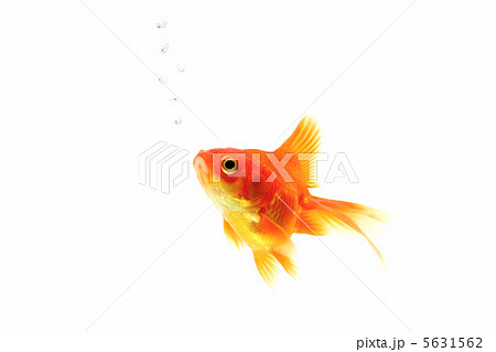 赤い金魚とあぶくの泡の写真素材