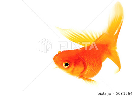 赤い金魚 上昇 旋回中の魚の写真素材