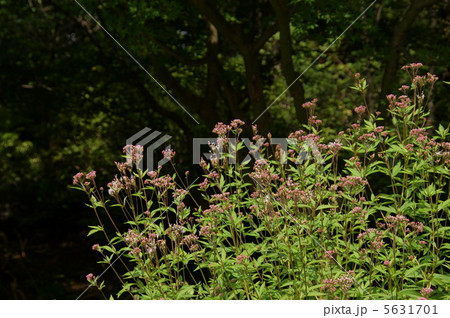 9月　フジバカマ・キク科37 5631701