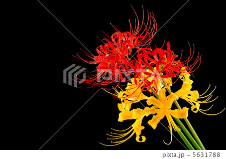 マンジュシャゲとショウキズイセンの花 5631788