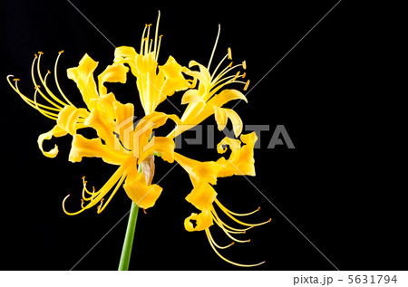 ショウキズイセンの花 ショウキズイセンの花 5631794