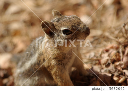 ブライスキャニオン国立公園のリス ブライスキャニオン国立公園のリス 5632042
