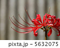 曼珠沙華ぇーん！ 5632075