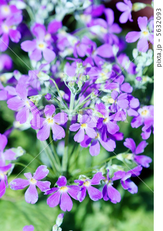 プリムラ・マラコイデス　西洋桜草と申します。 5632093